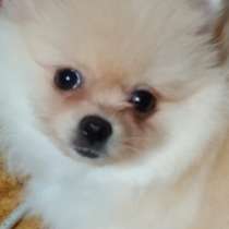 Шпиц маленький малый, в Москве