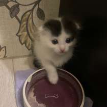 Отдам Котят, в Орске