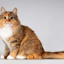 Нежная ласковая кошечка Фиона, в Москве