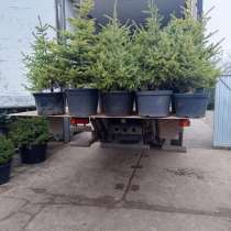 Ель обыкновенная, сербская (omorika), колючая, в Волгограде