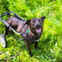 Маленькая собачка-спинальник Кения в самые добрые руки, в Москве