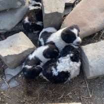 Щенята алабая, в Москве