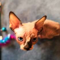 Канадский сфинкс, в Москве