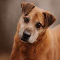 Воспитанный Бисмарк ищет семью, в Москве