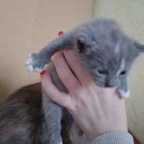 Котенок девочка, в Егорьевске