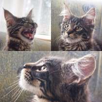 Мальчик Мейн-Кун Черный мрамор, в Санкт-Петербурге