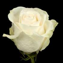 Белые розы оптом к 8 марта, в Красноярске