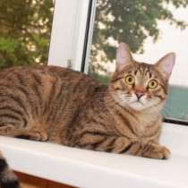 Кошка в добрые руки. Сима - шпротинка, в Москве