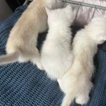 Британская шиншилла котенок, в Брянске
