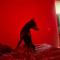 Доберман щенок, в Тольятти