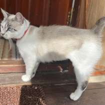 Кошка с дач срочно ищет дом, в г.Минск