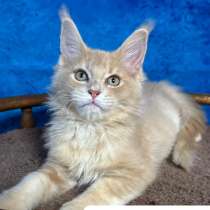 Котята породы Мейн Кун, в Санкт-Петербурге