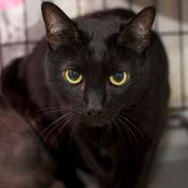 Котя - кот, который заставит вас забыть об одиночестве, в Москве