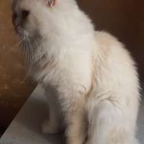 Котята, в Москве