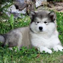 Щенки Маламута, в Санкт-Петербурге