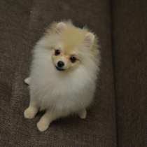 Мальчик шпиц, в Москве