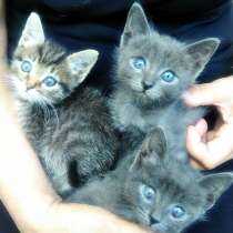 В добрые руки милых малышей от зеленоглазой кошки!, в Самаре