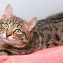 Котик Тоби ищет дом, в Москве