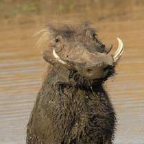 Мастер на час, в Туле