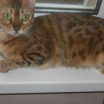 Бенгальская кошка 1,5 года повязана, в Челябинске