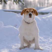 Белый щенок Дин от папы-алабая ищет дом, в Москве