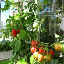 семена Томатов для балкона, в Челябинске