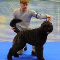 Продаються щенки бувье де фландр, в Санкт-Петербурге