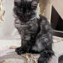 Продается котенок мейн-кун, в Тюмени