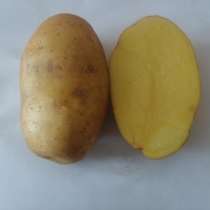 Семенной картофель из Беларуси, в Астрахани