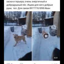 Отдадим в хорошие руки пса для охраны в семью, в Москве