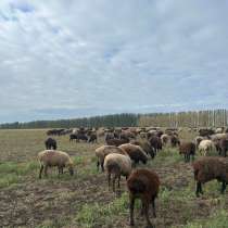 Продам овцаматок, в Воронеже