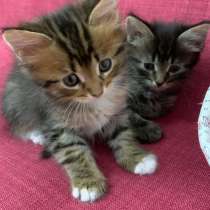 Котята, в Москве