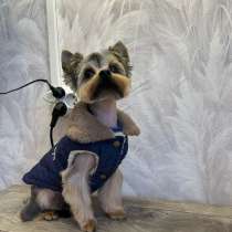 Стрижка собак мелких пород, в Яхроме