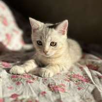 Британский котенок, в Казани