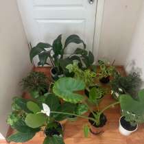 Домашнее растение цветы, в Перми