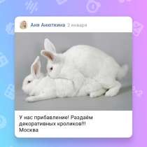 Раздаём крольчат!, в Москве