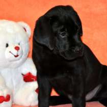 Черные щенки лабрадора ретривера от Чемпионов, в Санкт-Петербурге