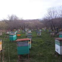 Пчелосемья, в Туле