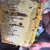 Пчёлы пчелосемьи пчелопакеты, в Домодедове