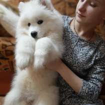 Samoyed puppies, в Иванове