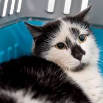 Стеснительная Медея мечтает о встрече с хозяином, в Москве