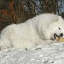 Самоед вязка + щеночки на продажу, в Москве