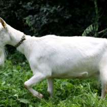 Высокоудойная зааненская коза безрогая белая, в г.Минск