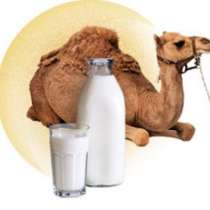 Молоко верблюда, в Махачкале