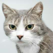 Паффи - кошка, способная восхищать, в Москве