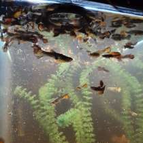 Аквариумные рыбки гуппи, в Подольске