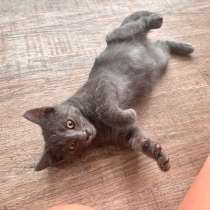 Отдам котенка в добрые руки!, в Волгодонске