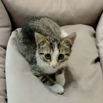 Отдам котёнка девочку в добрые руки, в Санкт-Петербурге