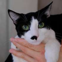 Багира, в г.Кишинёв