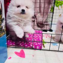 Мини малыши шпиц, в Тюмени